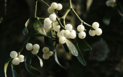 Mistletoe Therapy and Cancer: What is the evidence?
